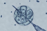 embryo research